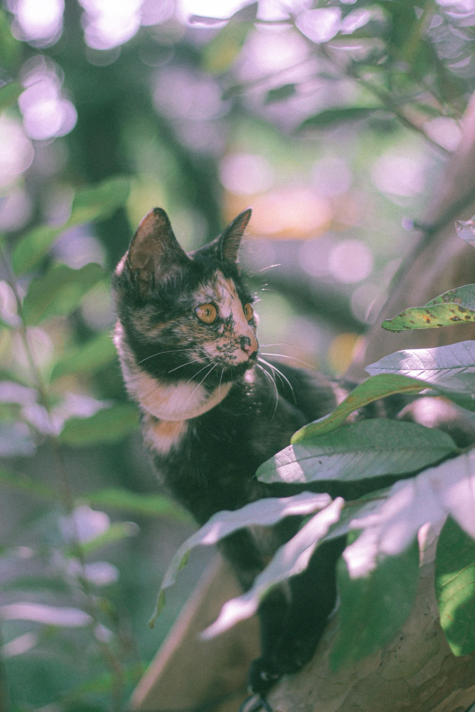 a cat is looking out over the leaves