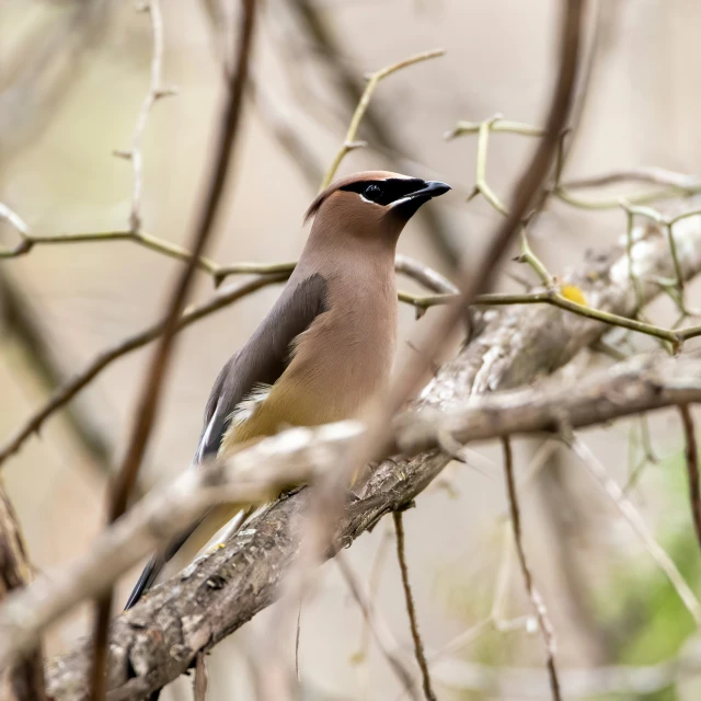 a brown bird is perched on a nch