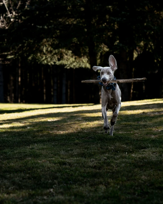 a dog that is in the grass holding a stick