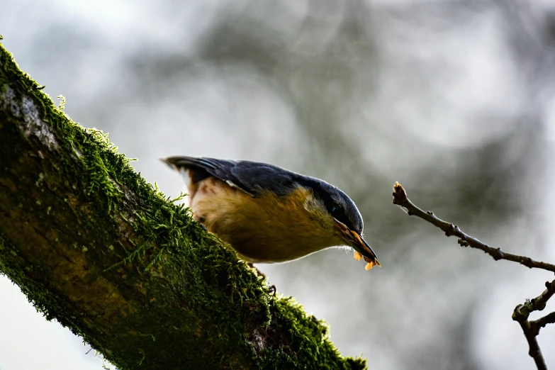 the bird is eating from a small perch