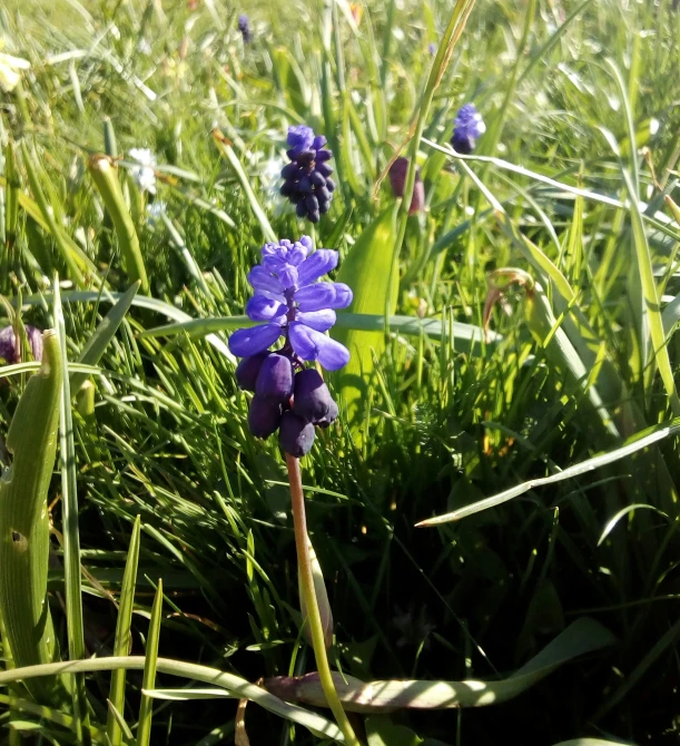 blue flowers in the grass outside on sunny day