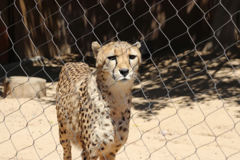 a small, fat cheetah stands behind a chain link fence