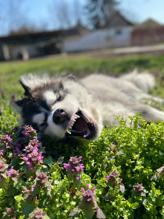 a white husky dog laying down in a flower filled field