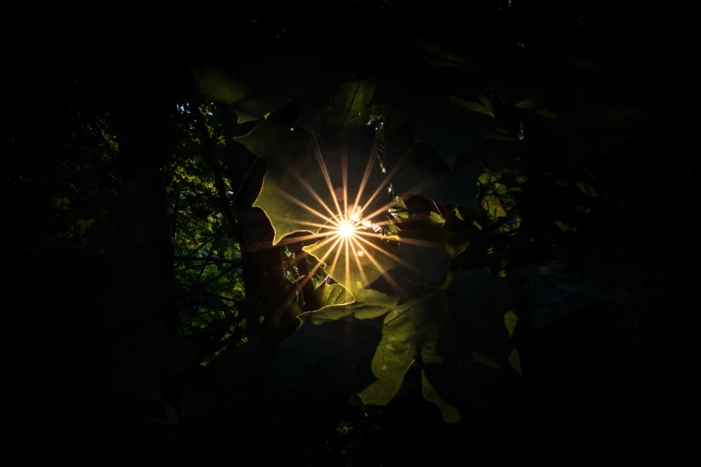 a bright spot is seen through the leaves in a dark room