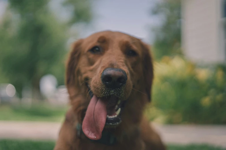 the dog is smiling while sitting on the grass