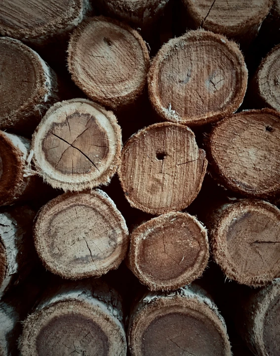 closeup of freshly cut trees in wood