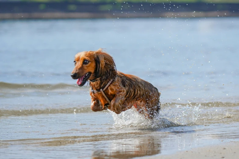 dog running in water with ball on mouth