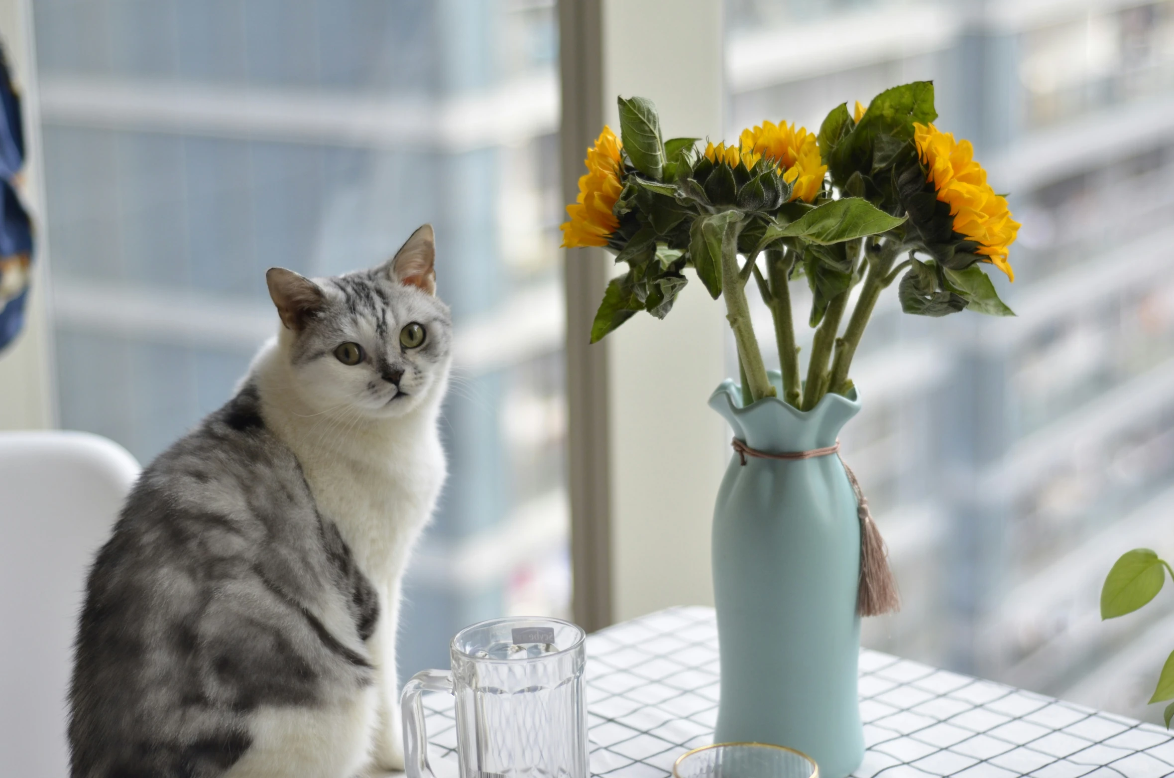 a white and grey cat sitting at a table with sunflowers