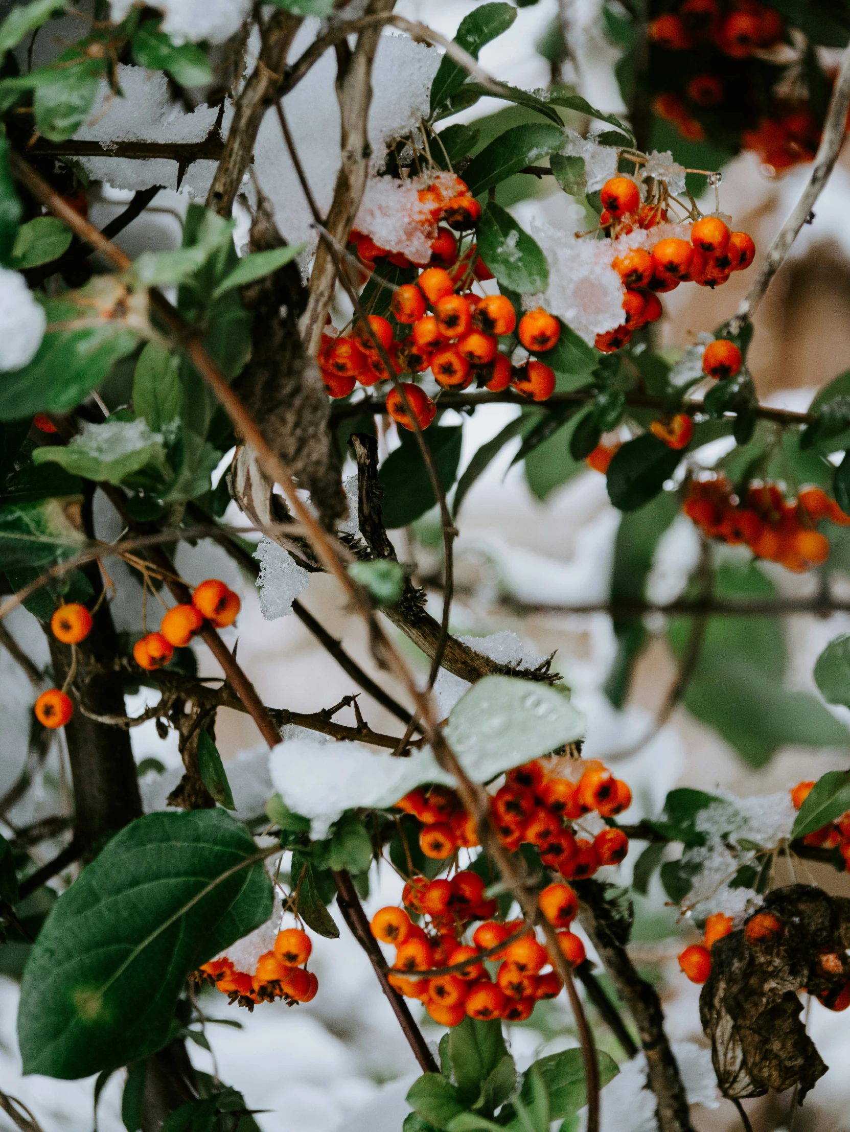 a tree is covered with some orange berries