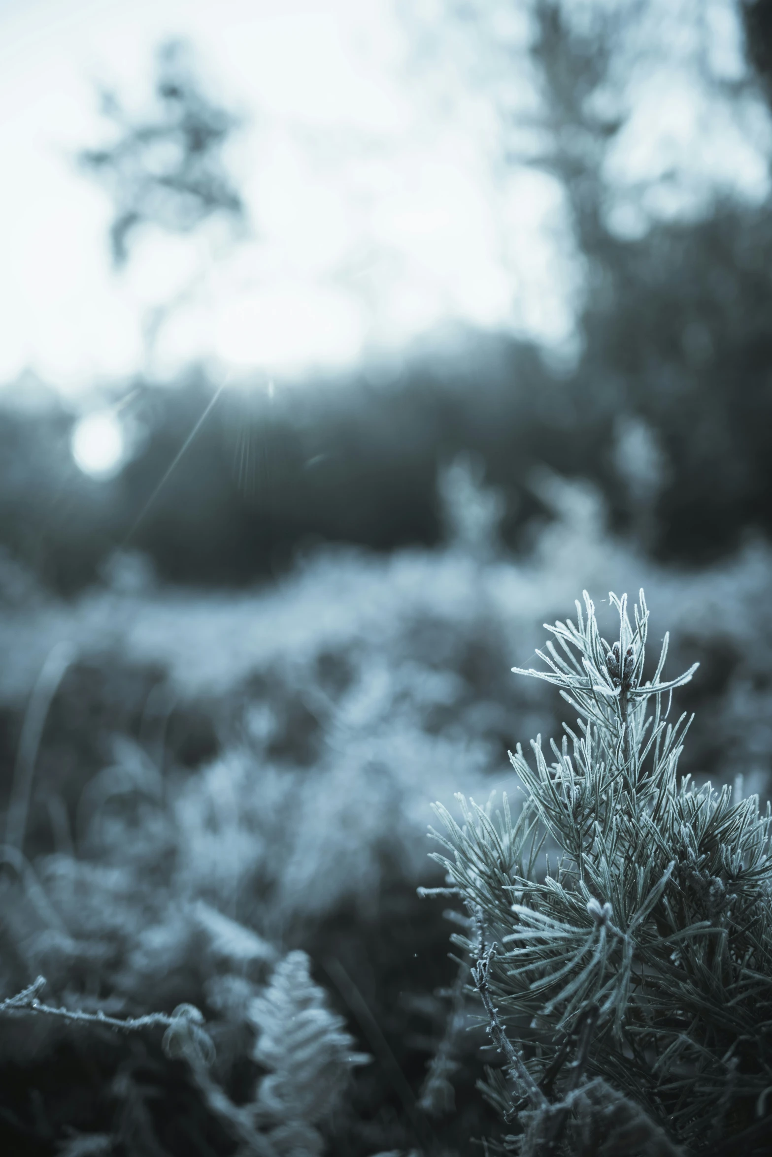 a tree with frost in the foreground near a forest