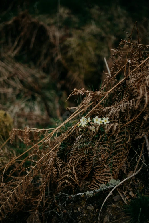 the brown grass and moss are all covered by small white flowers