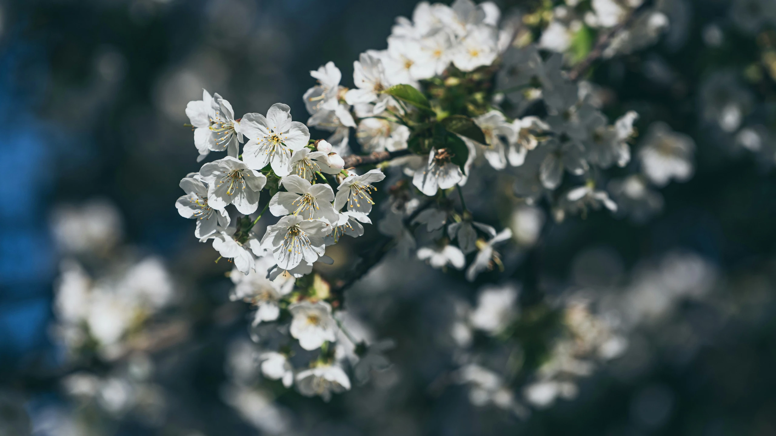 a close - up s of white blossoms on a tree nch