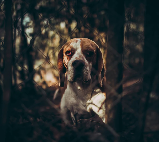 a beagle is sitting in the woods looking out