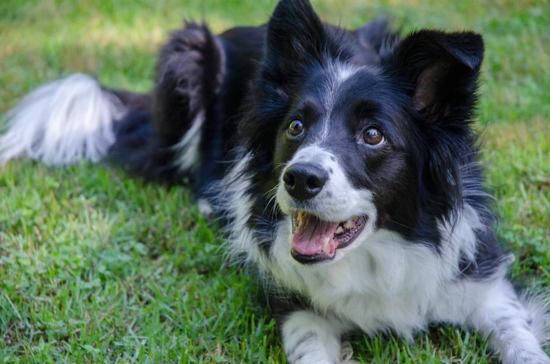 a black and white dog with his mouth open sitting on the ground