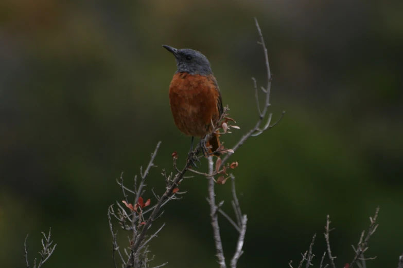 a small bird perched on a tree nch with lots of small nches