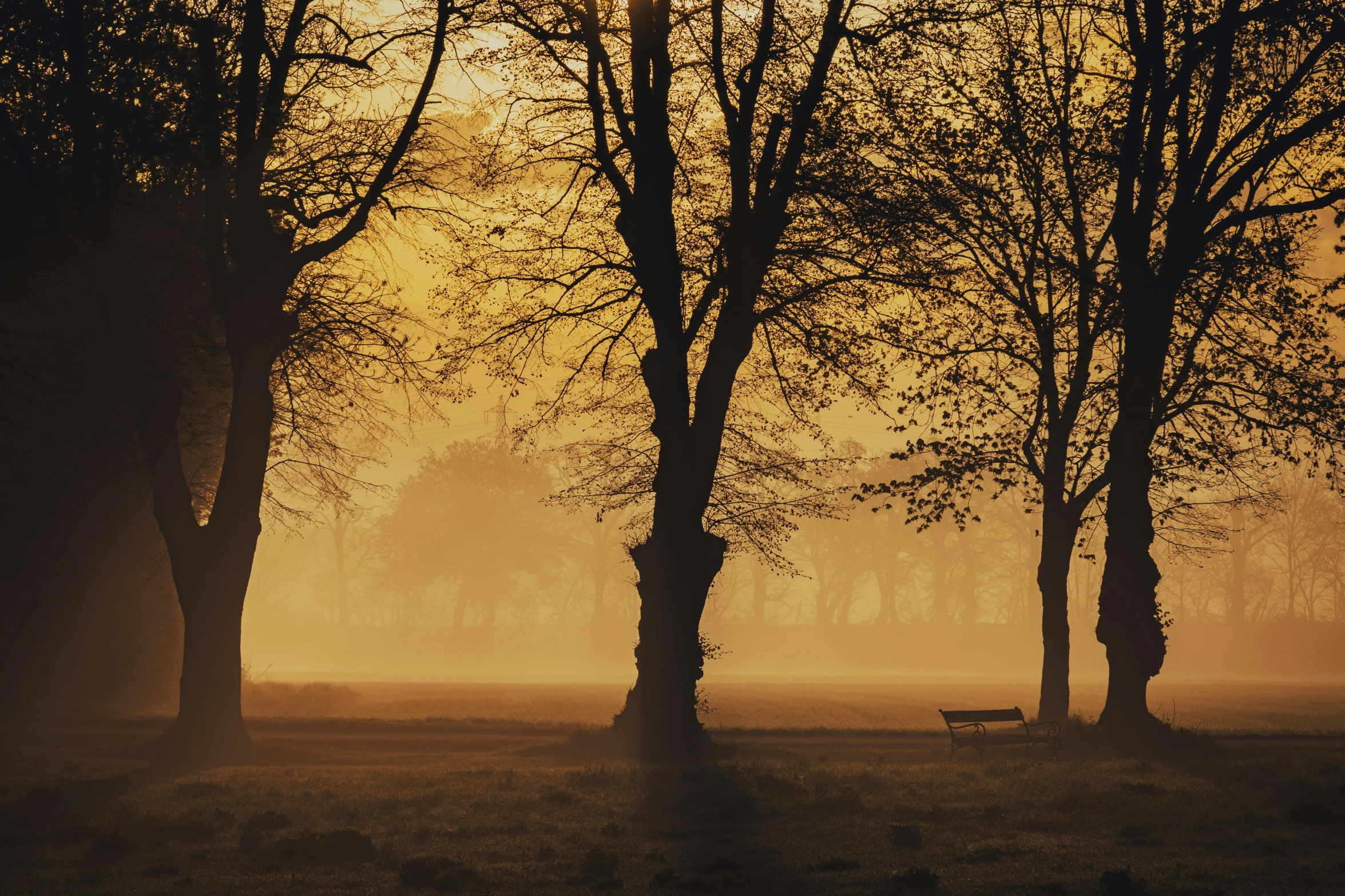 a couple of trees sitting in a field covered in fog