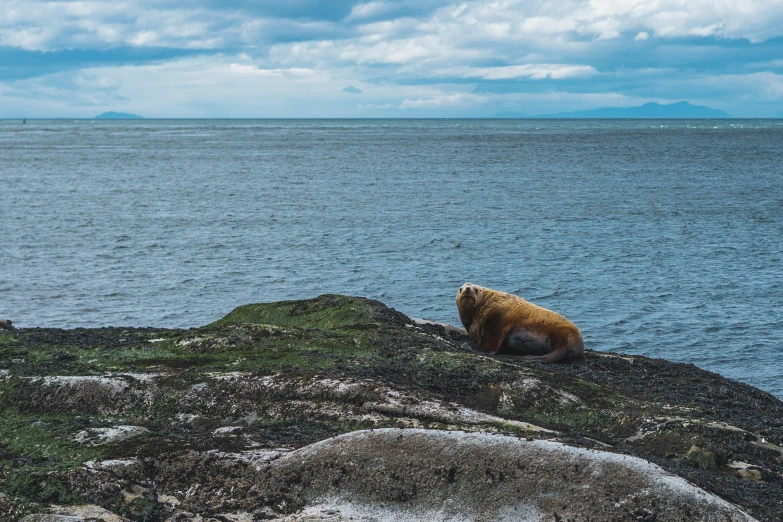 a brown bear rests on top of a small island by a calm ocean