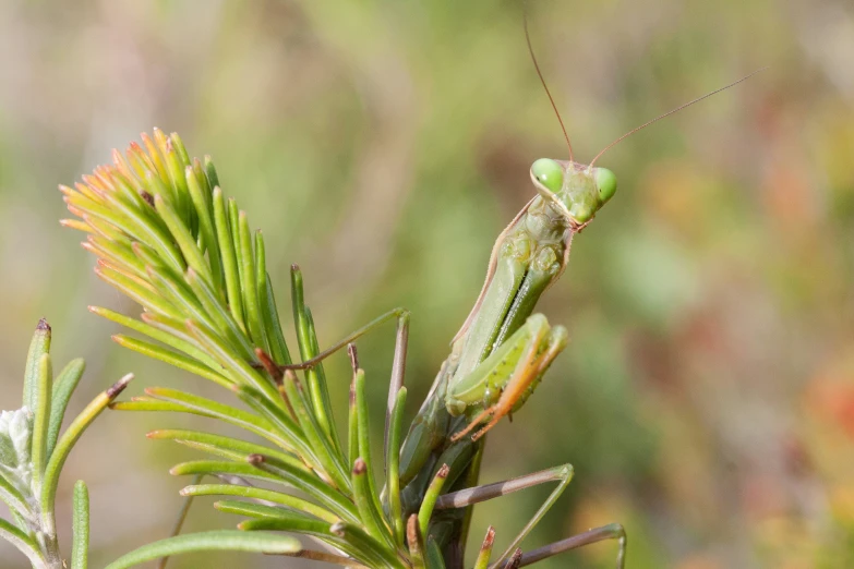 a green insect is on top of a green plant