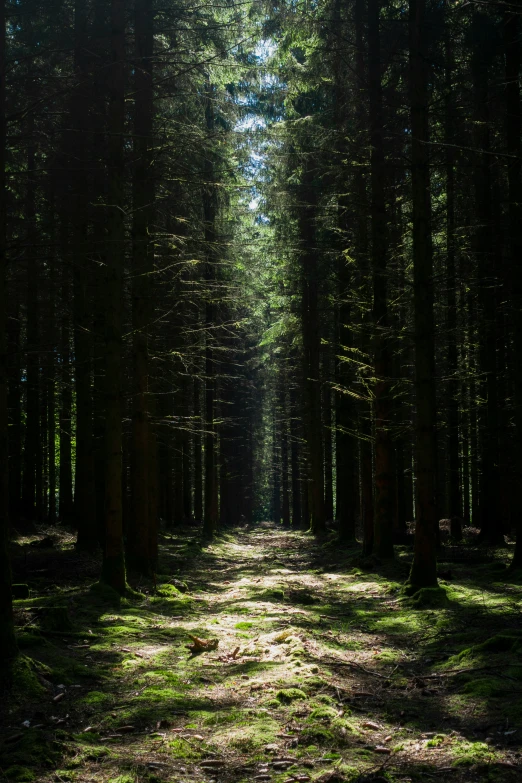 an image of a large forest with many trees