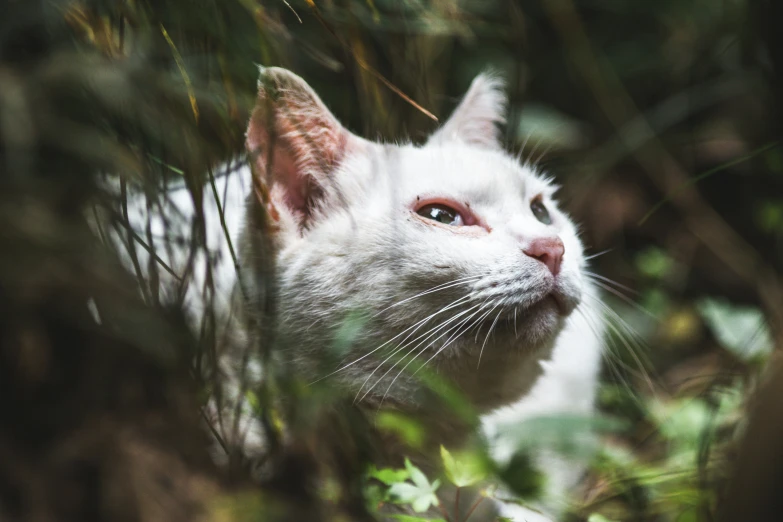 a white cat in a wooded area looking up