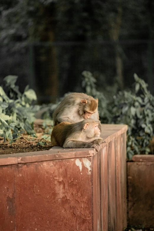 a gray squirrel that is sitting on a ledge