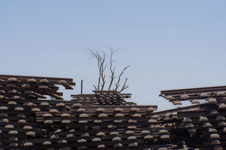 trees stand at the top of rows of benches