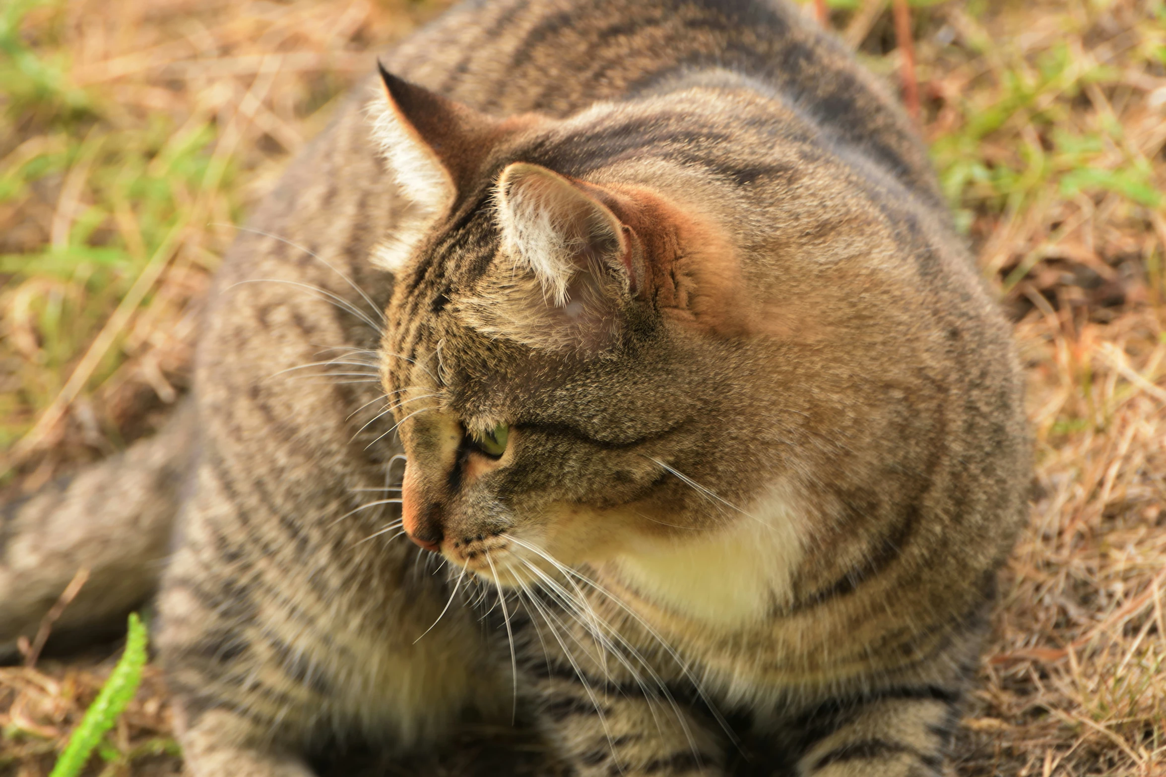 a cat sitting in the grass near some tall weeds