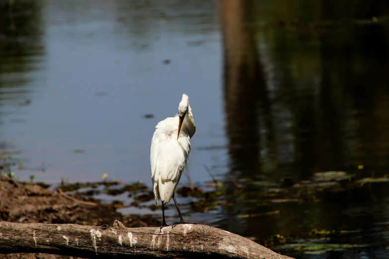 a large bird standing on top of a log in a pond