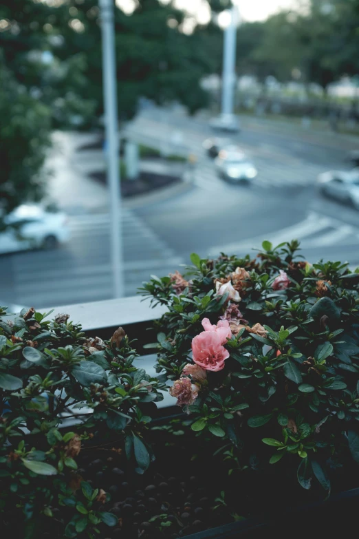 a bush in the foreground with an outside window view and traffic in the background