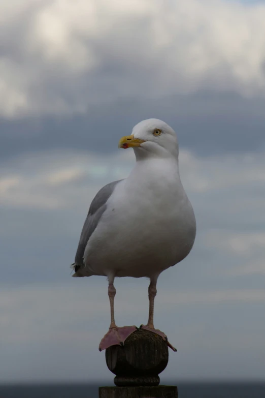 the seagull has long legs and feet perched on top of a wooden post