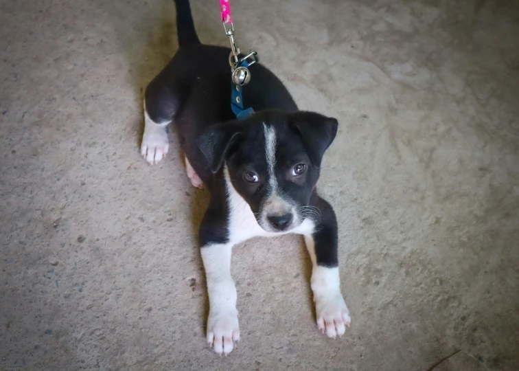 a puppy is laying on the ground while he's holding a leash