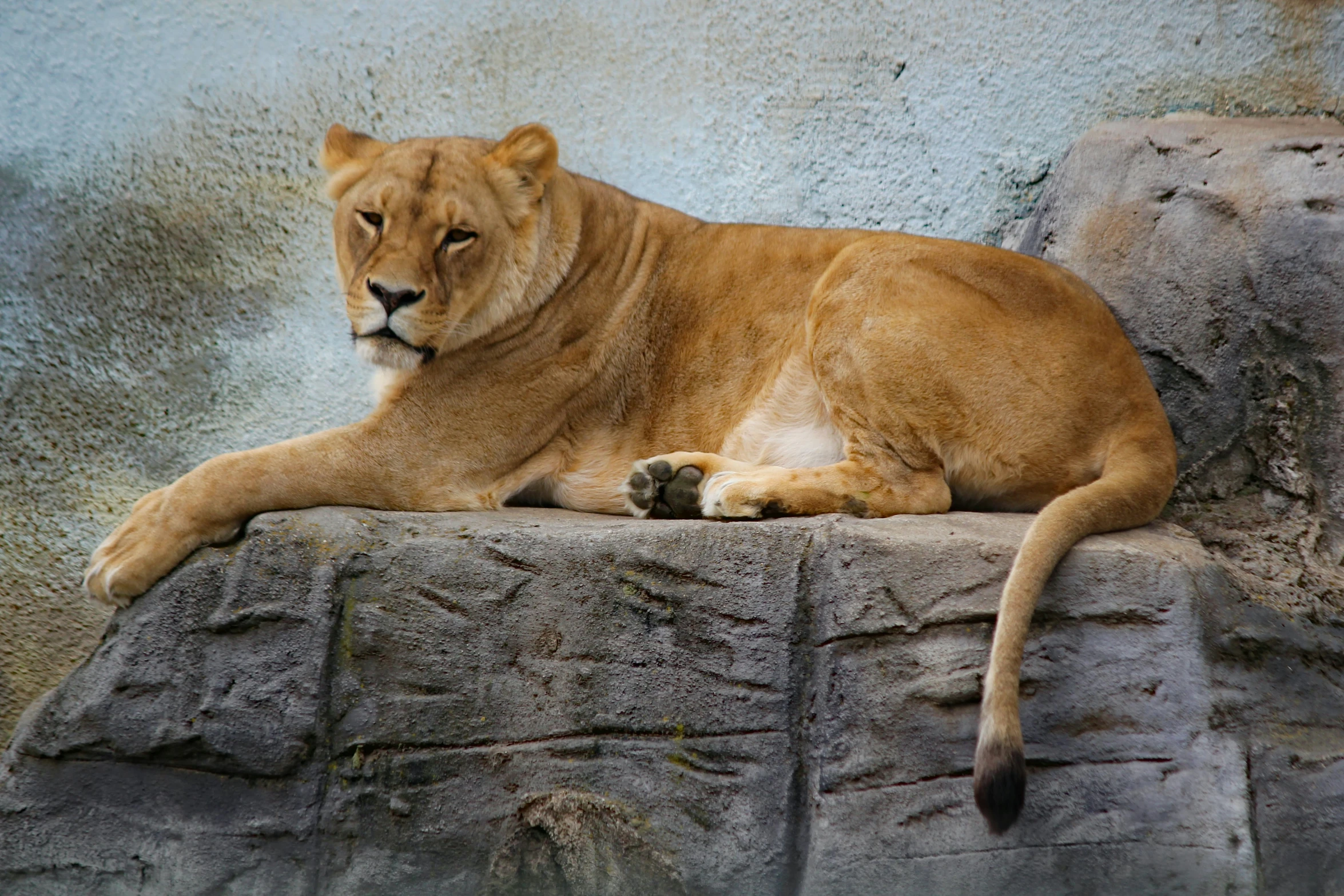 the large lion has just fallen asleep on a rock
