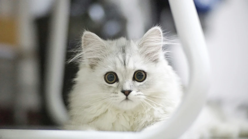 a kitten looks at the camera through the window