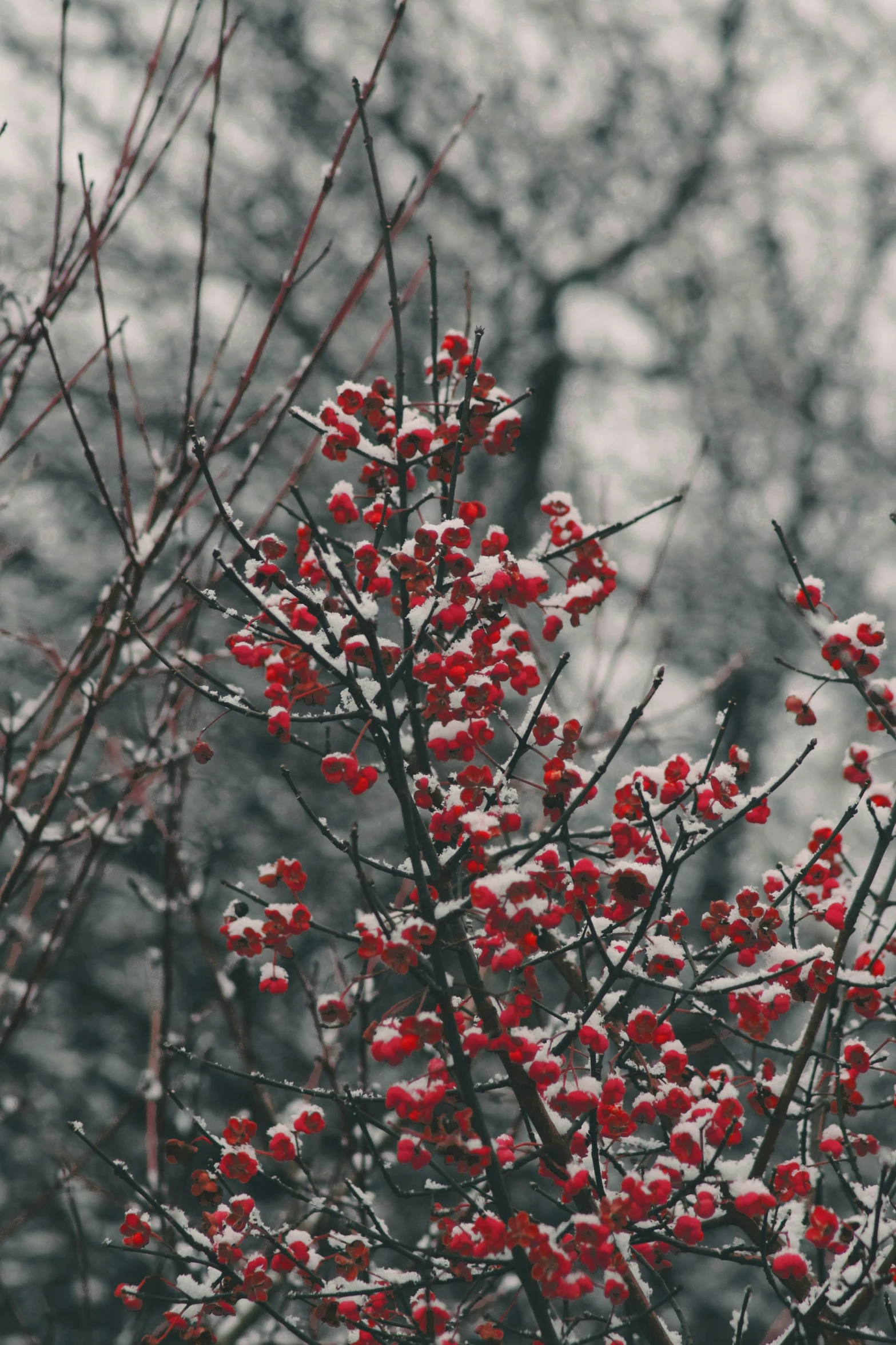 a nch with snow on it is pographed in front of some trees