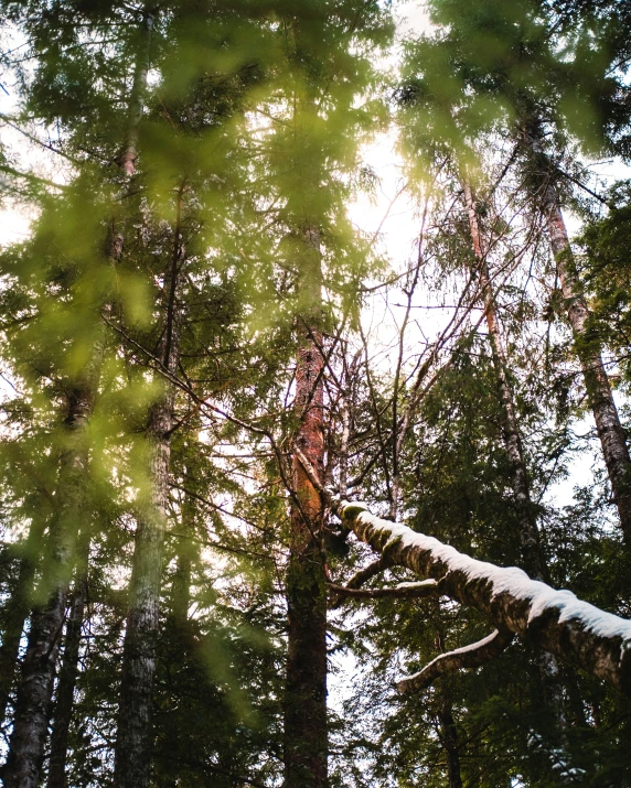 the sun's rays are shining through the trees