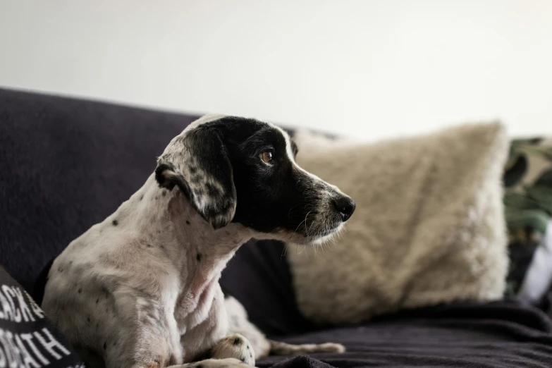 dog sitting on couch with a small bird near his eye