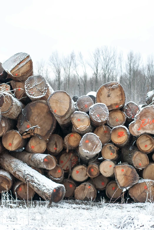 stacked logs in the snow, with orange marks on it