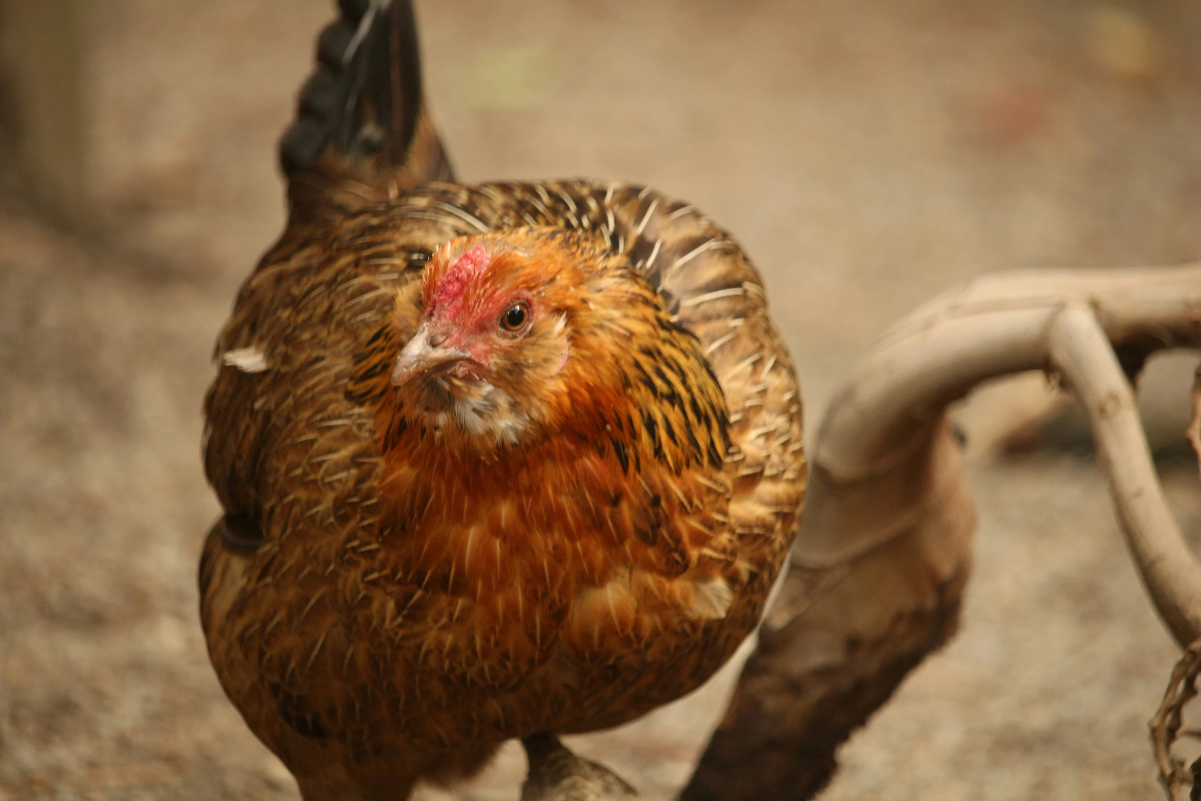 a close up of a brown and orange chicken walking around