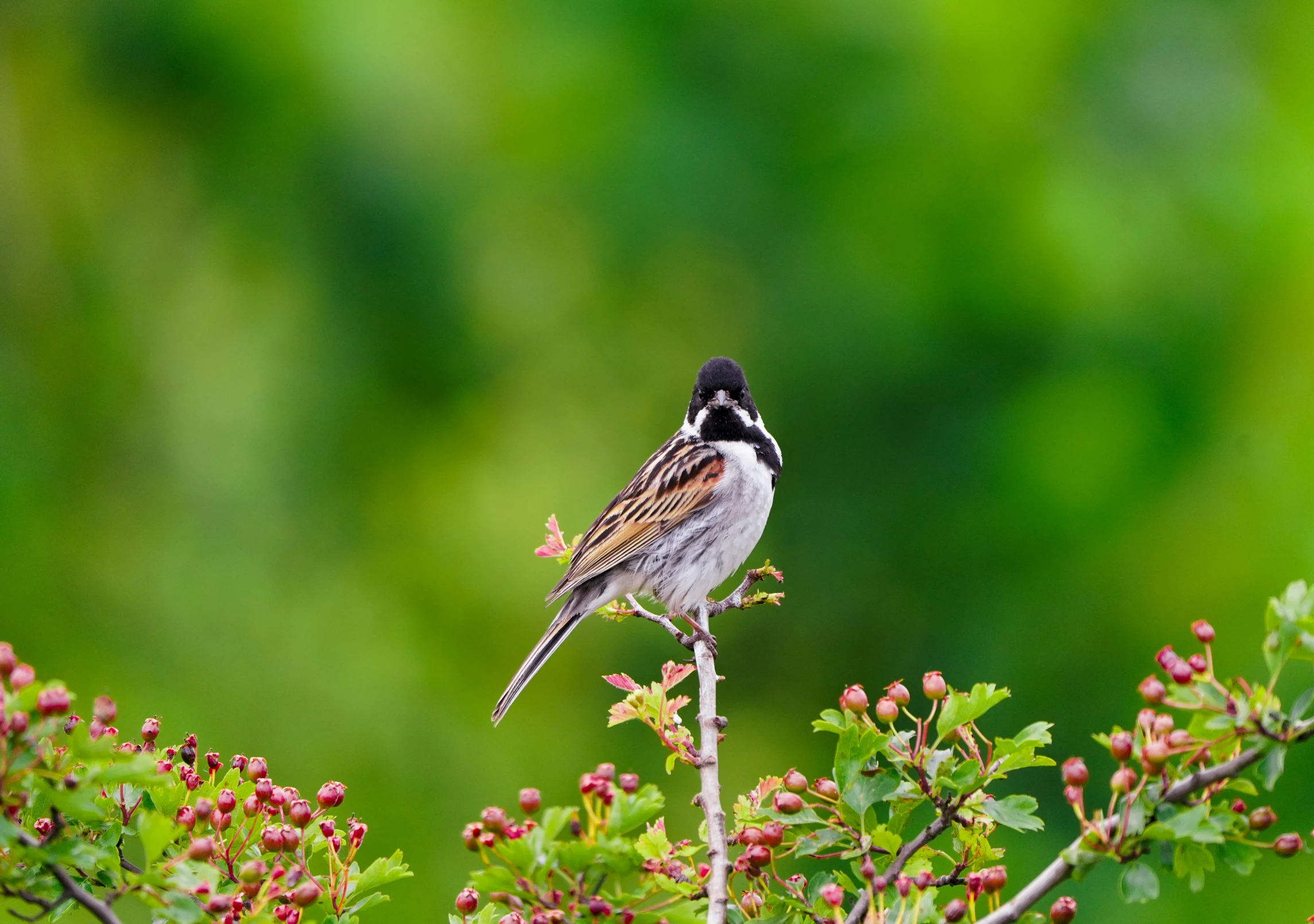 a small bird perched on top of a tree nch