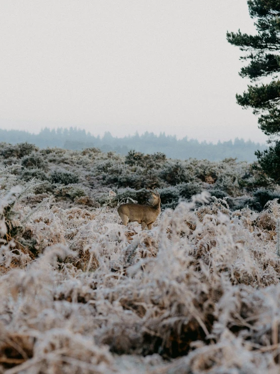 a deer standing in a field covered with ice