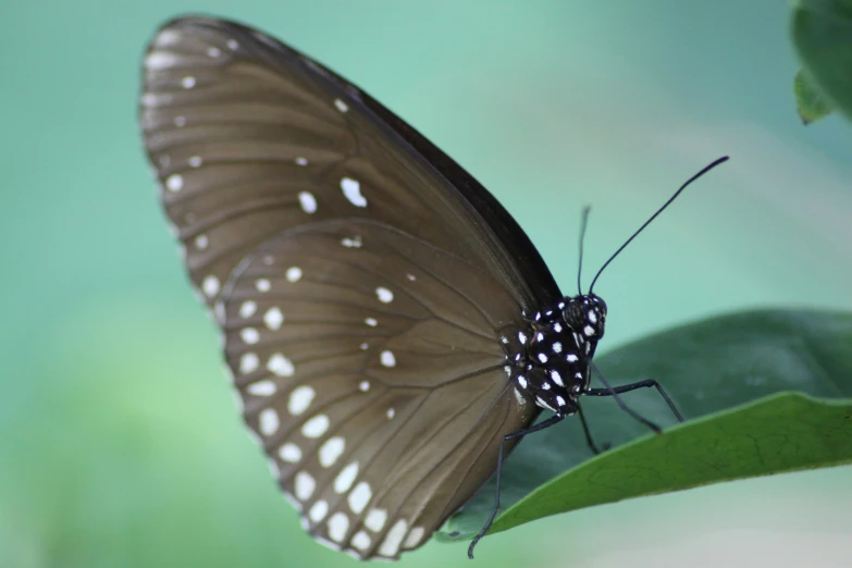 a erfly that is sitting on a leaf