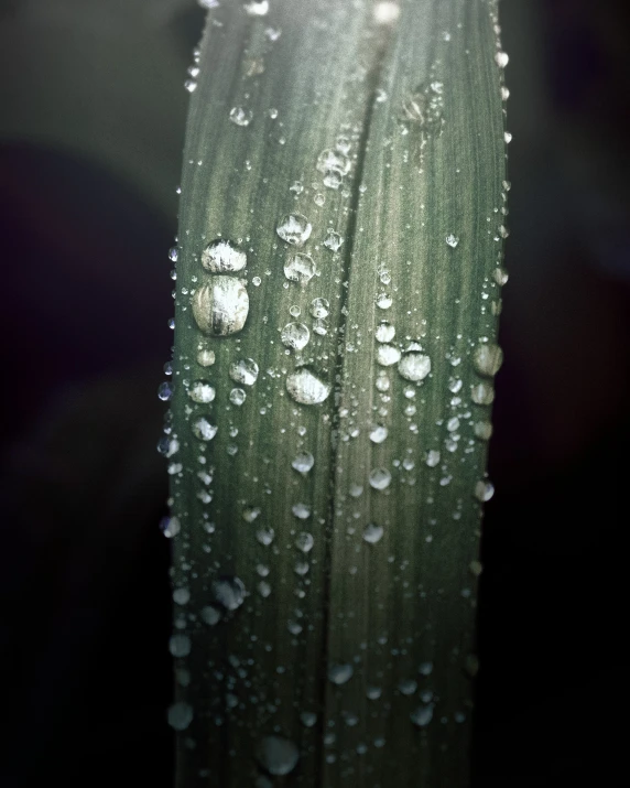 closeup of raindrops on grass and a leaf