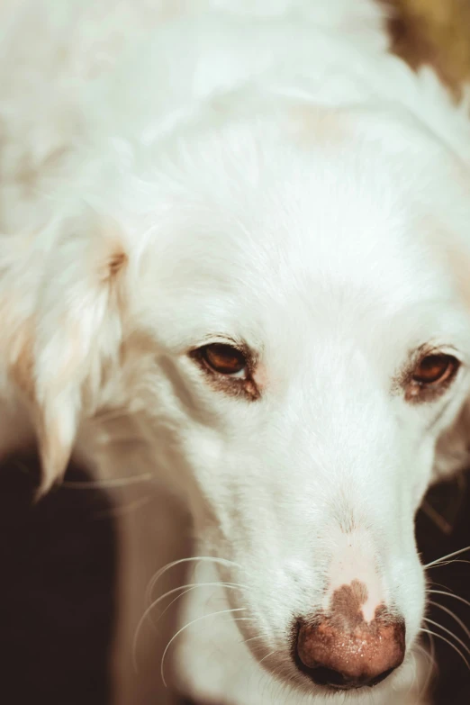 white dog with light brown spots staring at camera