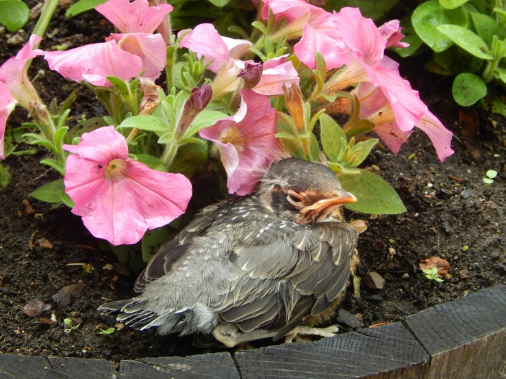 a small bird on the ground next to pink flowers