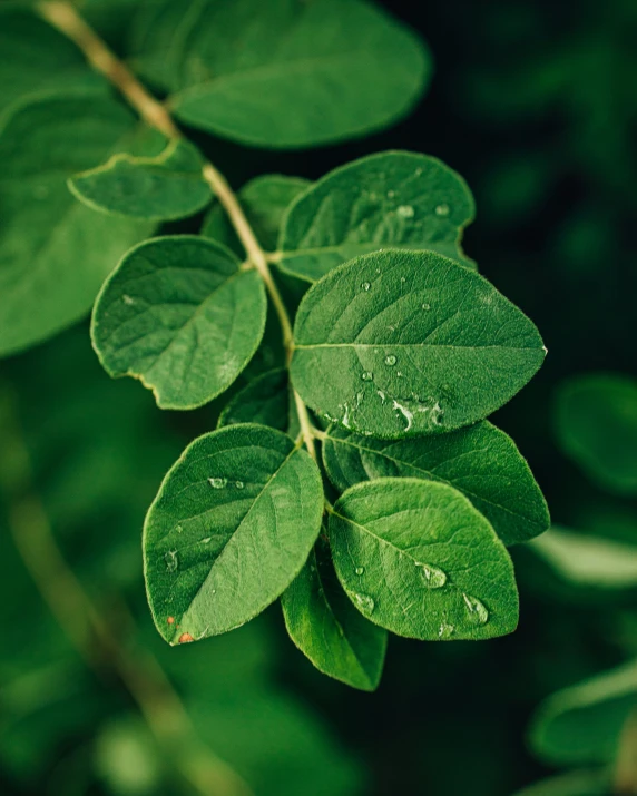 a green leaf with water droplets on it