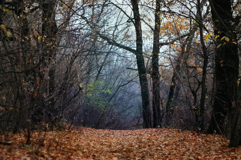 a single red fire hydrant in the middle of a forest