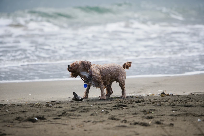 a dog at the beach with his toy