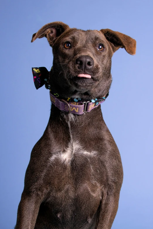 a brown dog sitting down looking forward