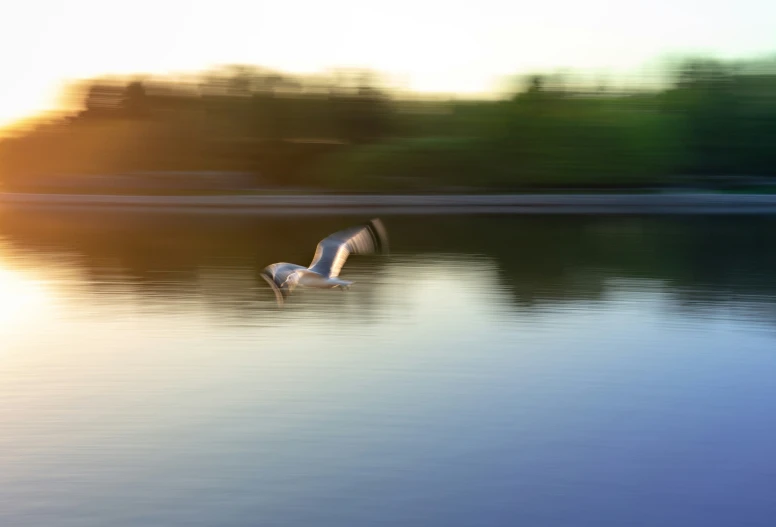 the bird is flying above the water in the lake