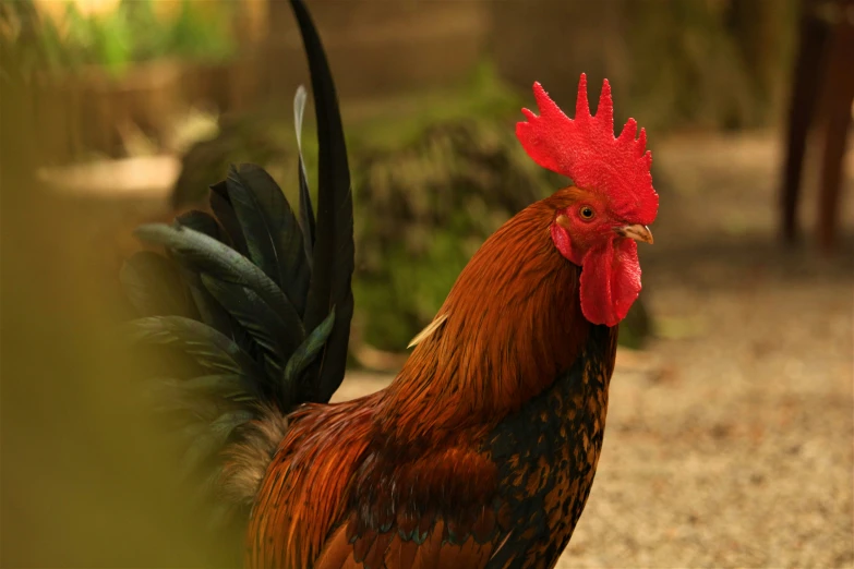 red rooster with a black tail walks on a concrete path